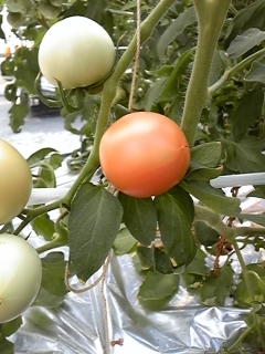 廣瀬農園のフルーツトマト