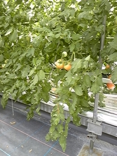 廣瀬農園のトマト栽培の様子